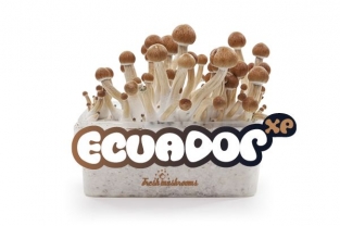 Ecuador 100% mycelium - Paddo kweekset